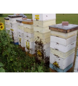 Kmenové včelstvo