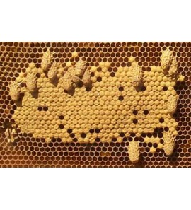 Osiřelé včelstvo