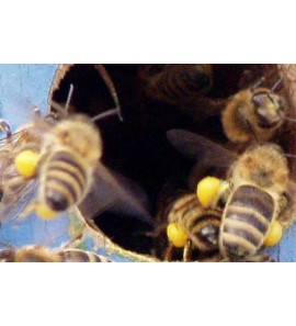 Pylová snůška