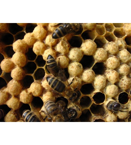 trubcokladné včelstvo