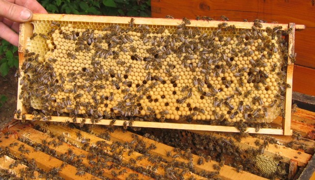 Osirele Vcelstvo (osiřelého včelstva, kladoucí dělnice, může dojít) Osirele Vcelstvo
