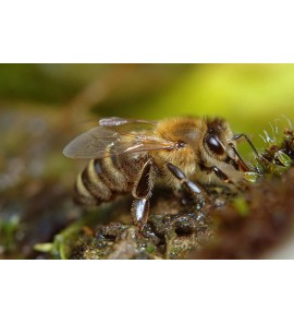 Včela kraňská