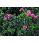 Pěnišník (Rhododendron)