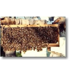 Chovné včelstvo