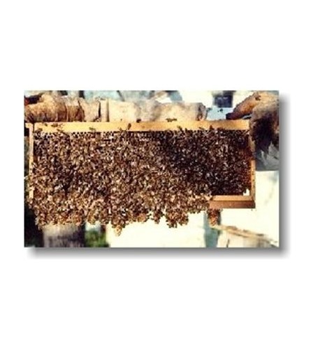 Chovné včelstvo